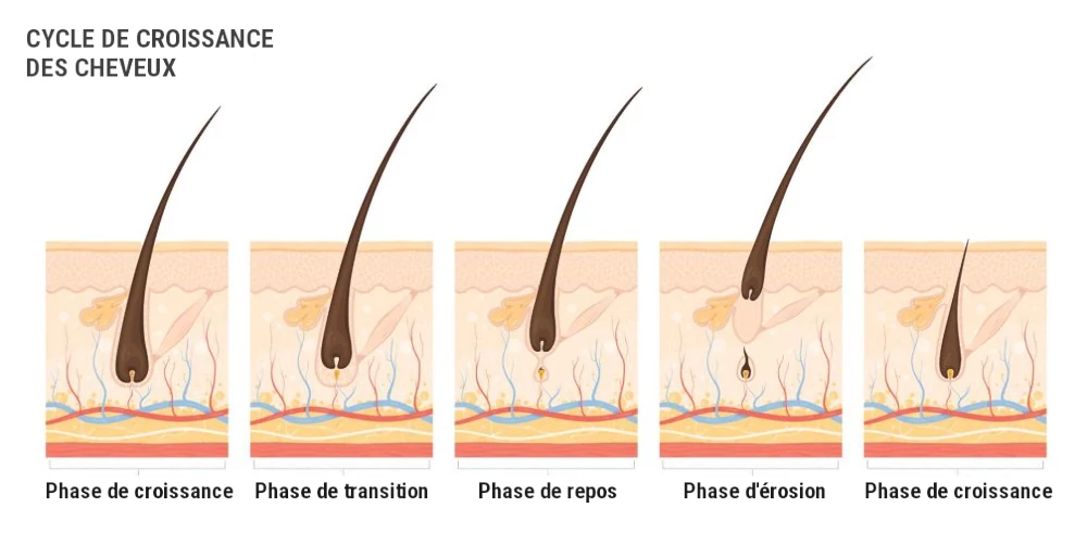 Les étapes de la croissance des cheveux